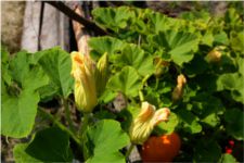 Cucurbita maxima - Cucurbitaceae