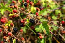Rubus Fruticosus - Rosaceae