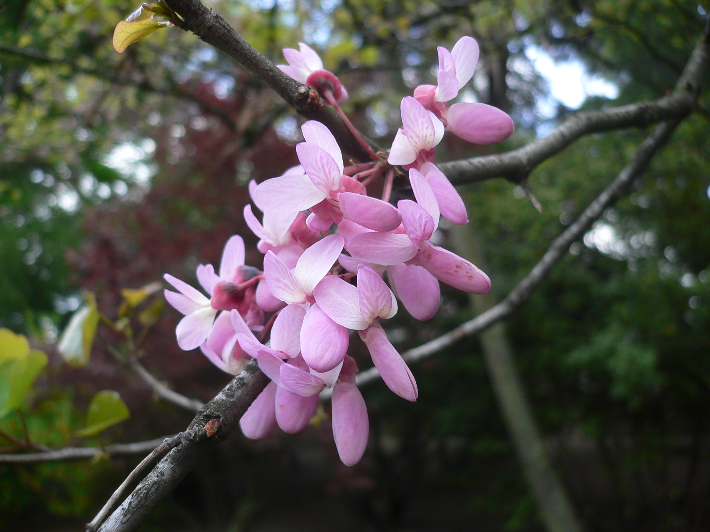 Arbre de Judée - Cercis siliquastrum