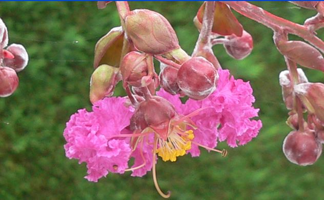 Lagerstroemia