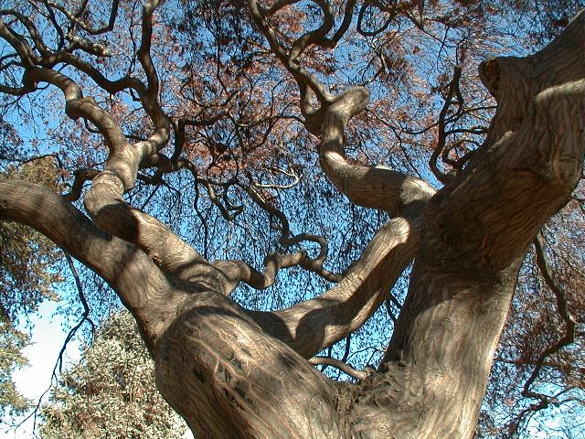 mathematical tree - J (Ken Iverson)