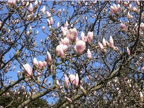 Magnolia à grandes fleurs - Magnolia grandiflora