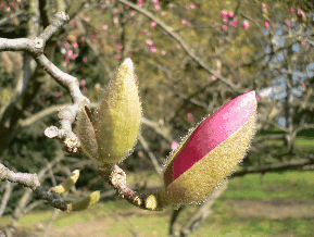 Magnolia à grandes fleurs - Magnolia grandiflora