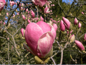 Magnolia à grandes fleurs - Magnolia grandiflora