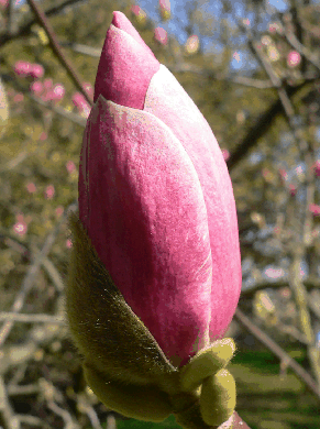 Magnolia à grandes fleurs - Magnolia grandiflora