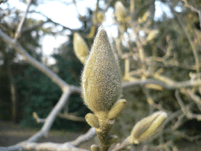 Magnolia à grandes fleurs - Magnolia grandiflora