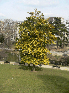 Magnolia à grandes fleurs - Magnolia grandiflora