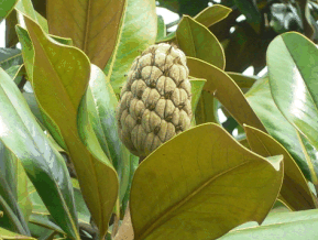 Magnolia à grandes fleurs - Magnolia grandiflora