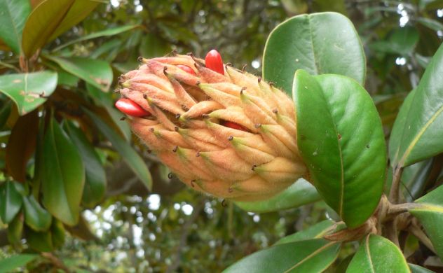 Magnolia