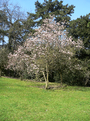 Magnolia à grandes fleurs - Magnolia grandiflora