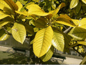 Magnolia à grandes fleurs - Magnolia grandiflora