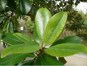 Magnolia à grandes fleurs - Magnolia grandiflora