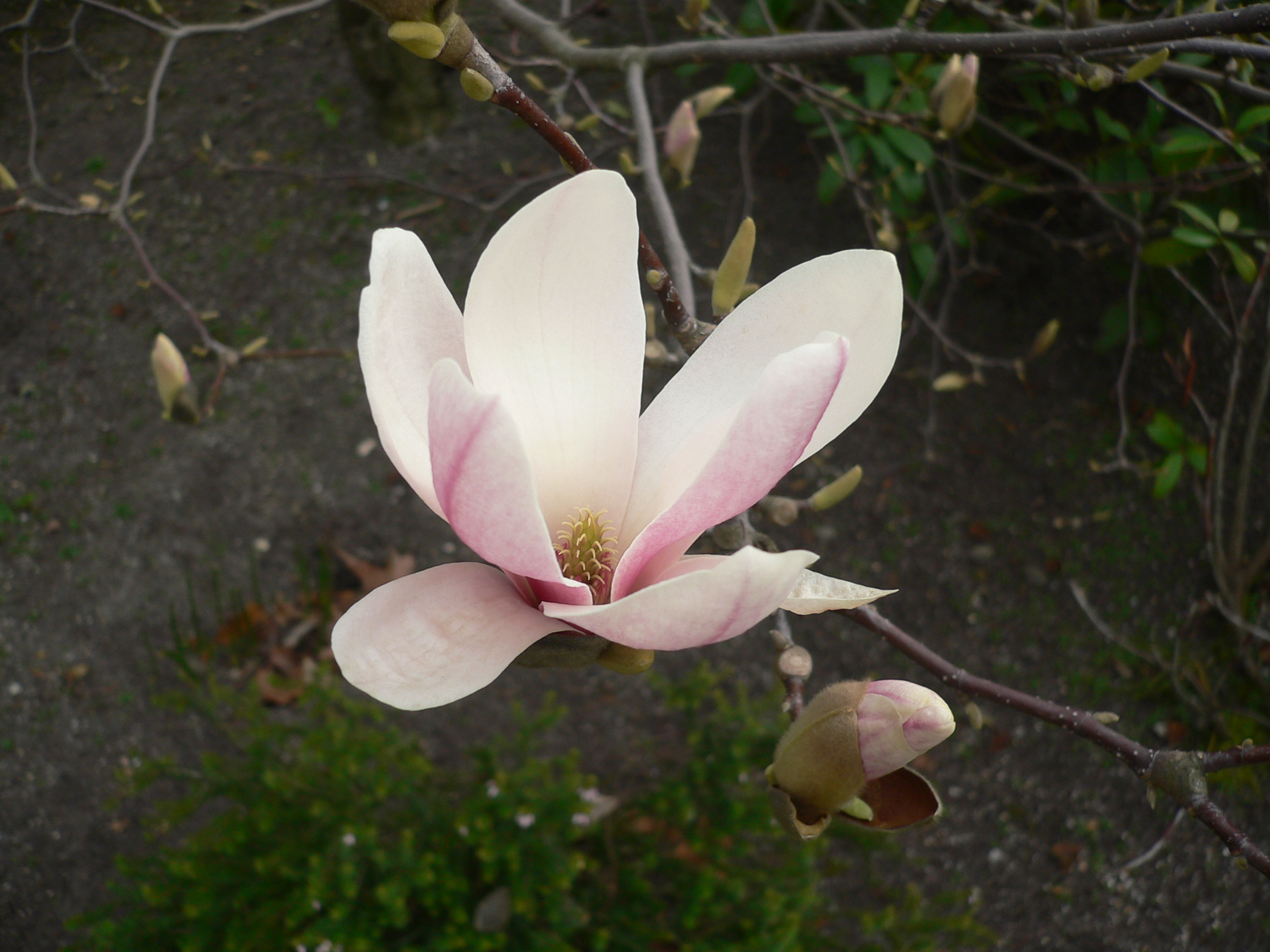 Magnolia à grandes fleurs - Magnolia grandiflora