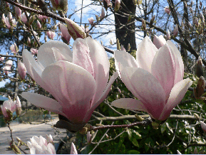 Magnolia à grandes fleurs - Magnolia grandiflora
