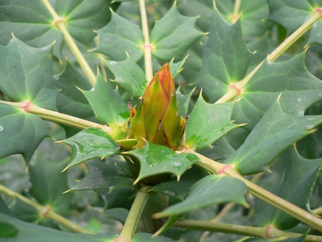 Mahonia japonica-Hivernan