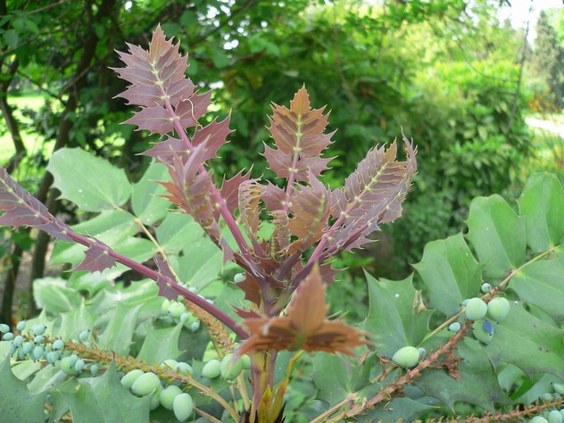 Mahonia japonica-Hivernan