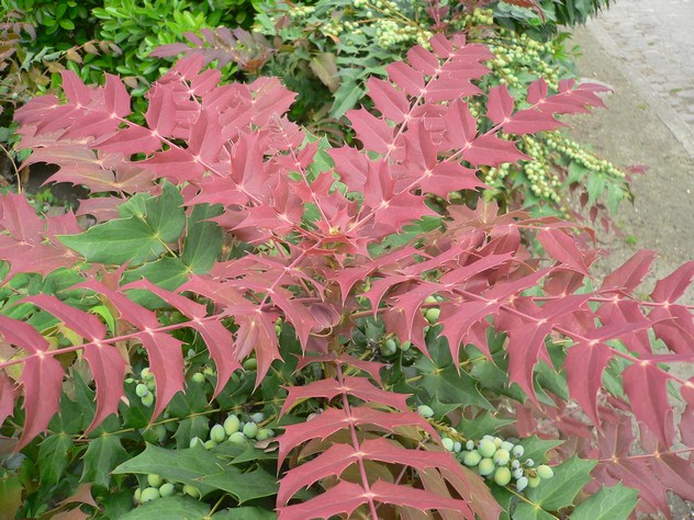 Mahonia japonica-Hivernan