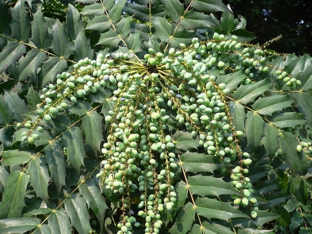 Mahonia japonica-Hivernan