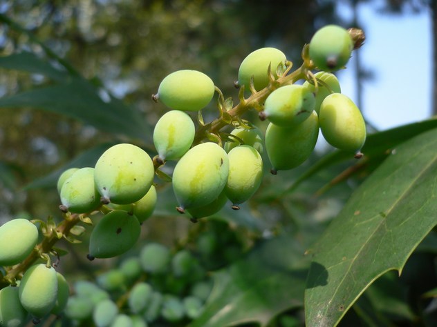Mahonia japonica-Hivernan