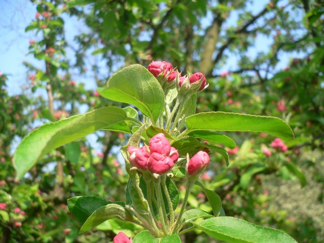 Malus Tschonoskii - pommier
