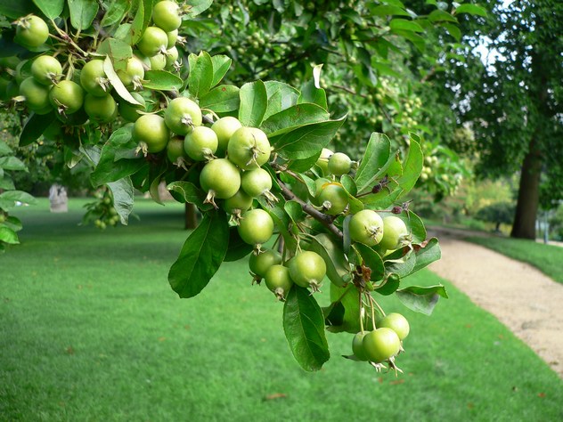Malus Tschonoskii - pommier