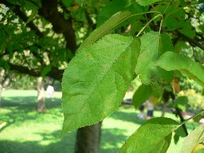 Malus Tschonoskii - pommier