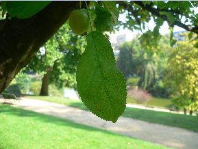Malus Tschonoskii - pommier