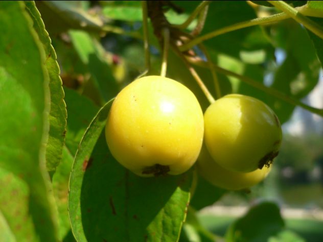 Malus Tschonoskii - pommier
