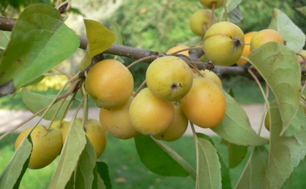 Malus Tschonoskii