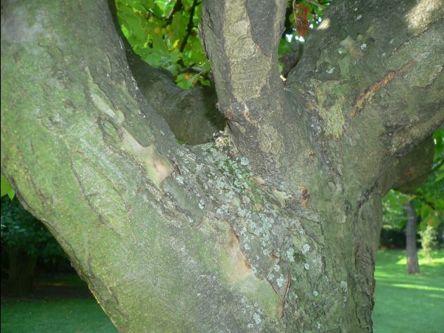 Malus Tschonoskii - pommier