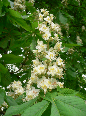 Marronier d'Inde - Aesculus hippocastanum