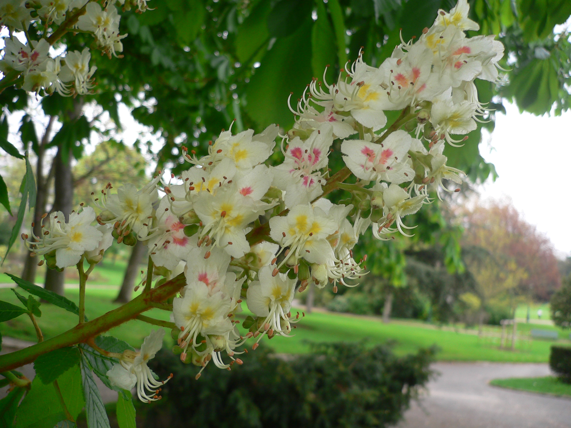 Marronier d'Inde - Aesculus hippocastanum
