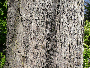Marronier d'Inde - Aesculus hippocastanum