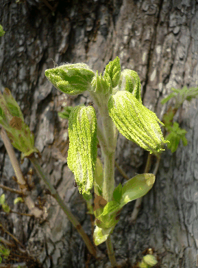 Common Horse chestnut - Aesculus hippocastanum