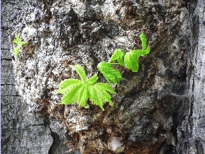 Common Horse chestnut - Aesculus hippocastanum