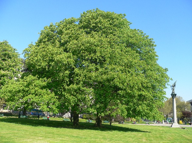 Marronier d'Inde - Aesculus hippocastanum