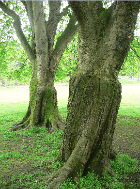 Common Horse chestnut - Aesculus hippocastanum