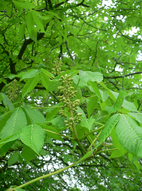 Marronier d'Inde - Aesculus hippocastanum