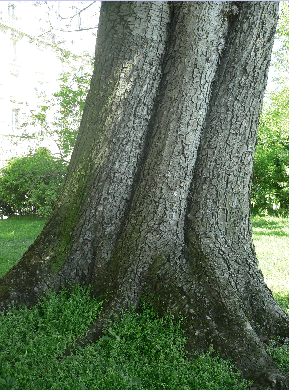 Marronier d'Inde - Aesculus hippocastanum