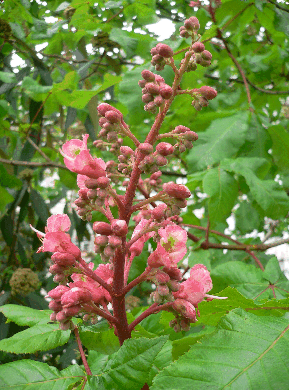Marronnier à fleurs rouges - Aesculus Carnea
