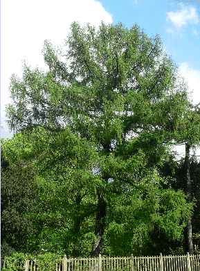 Mélèze - Larix decidua