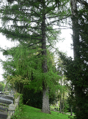 Mélèze - Larix decidua