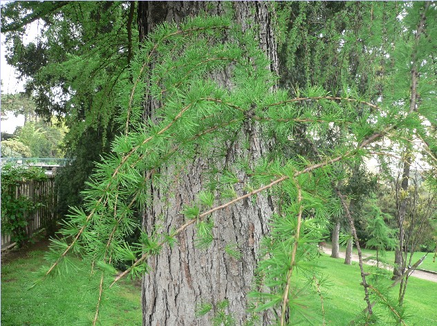 Mélèze - Larix decidua