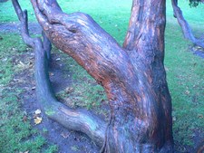 a private disguised as a tree trunk