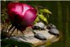 Promenade tortues Promenade tortues