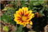 Aster Aster