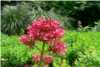 Centranthus Ruber Centranthus Ruber