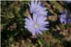 Cichorium Intybus Cichorium Intybus