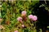 Cirsium Arvense Cirsium Arvense
