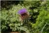 Cirsium Vulgare Cirsium Vulgare